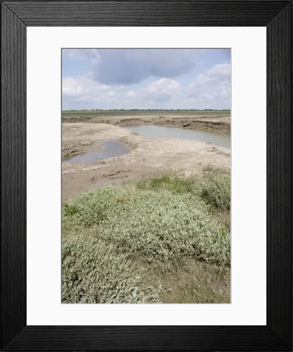 Framed Print : Channels leading into salt marsh plants and habitat - Freiston Shore Lincolnshire UK Framed Print : Channels leading into salt marsh plants and habitat - Freiston Shore Lincolnshire UK