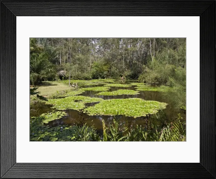 Framed Print : Artificial wetland - Pond with Lilies - created at Haller Park at Bamburi Cement near Mombasa, Kenya Framed Print : Artificial wetland - Pond with Lilies - created at Haller Park at Bamburi Cement near Mombasa, Kenya