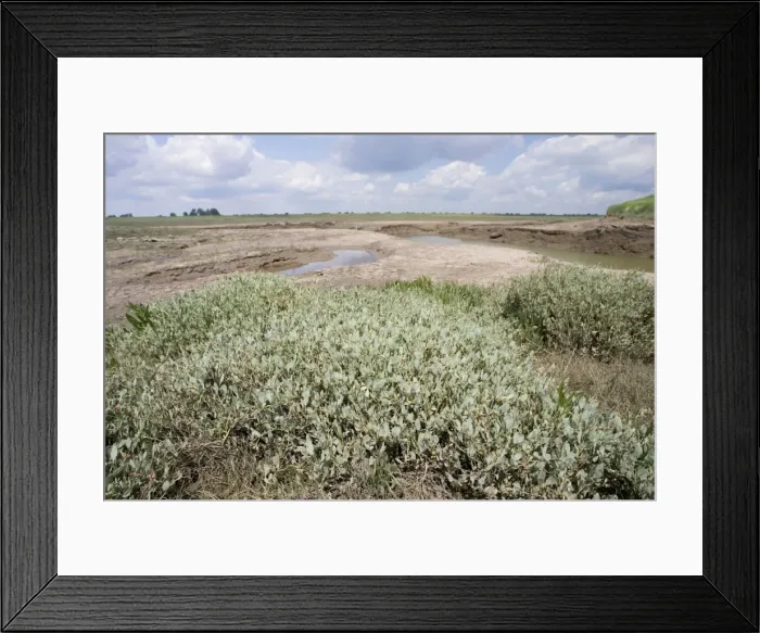 Framed Print : Salt marsh Freiston Shore Lincolnshire UK Framed Print : Salt marsh Freiston Shore Lincolnshire UK