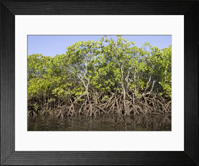 Framed Print : Red mangroves - along coastline of Manda Island near Lamu, Kenya, Africa Framed Print : Red mangroves - along coastline of Manda Island near Lamu, Kenya, Africa