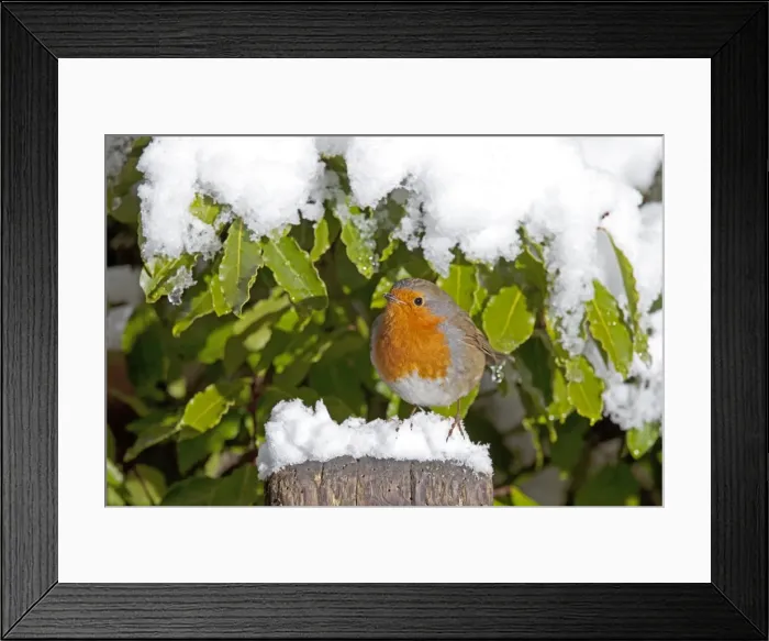Framed Print : European Robin - perched on spade handle in snow - Woodmancote Cotswolds - UK Framed Print : European Robin - perched on spade handle in snow - Woodmancote Cotswolds - UK