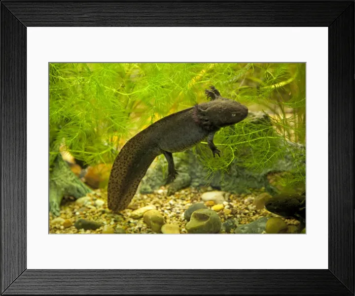 Framed Print : Axolotl - swimming in aquarium UK Framed Print : Axolotl - swimming in aquarium UK