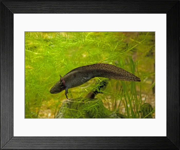 Framed Print : Axolotl - swimming in aquarium UK Framed Print : Axolotl - swimming in aquarium UK