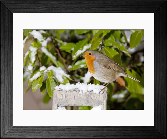 Framed Print : European Robin - perched on spade handle in snow - Woodmancote Cotswolds - UK Framed Print : European Robin - perched on spade handle in snow - Woodmancote Cotswolds - UK