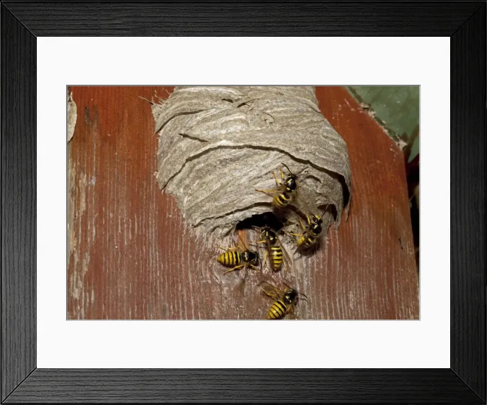 Framed Print : Wasps building nest in disused nesting box - Cotswolds UK Framed Print : Wasps building nest in disused nesting box - Cotswolds UK