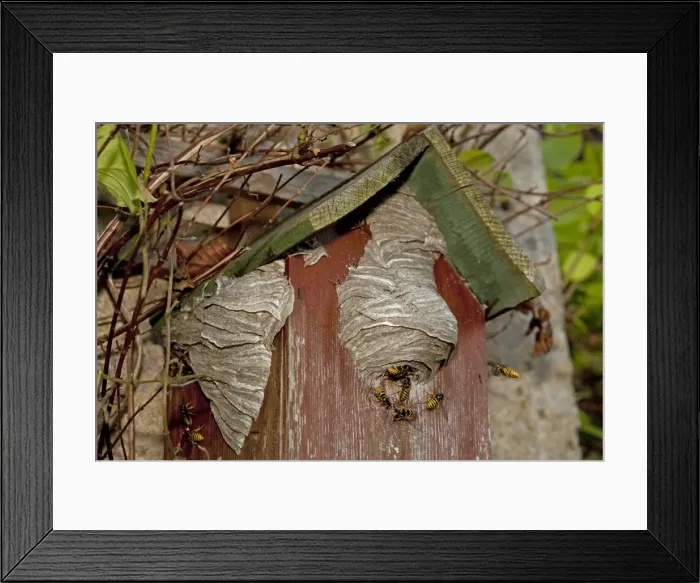 Framed Print : Wasps - building nest on disused nest box UK Framed Print : Wasps - building nest on disused nest box UK