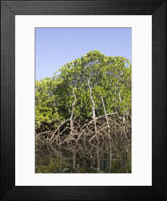 Framed Print : Red mangroves - along coastline of Manda Island near Lamu, Kenya, Africa Framed Print : Red mangroves - along coastline of Manda Island near Lamu, Kenya, Africa