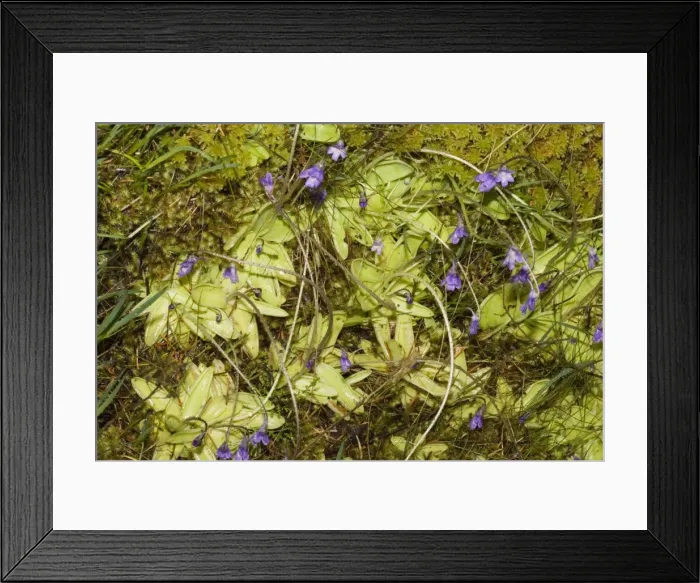 Framed Print : Butterwort - an inconspicous insectivorous plant in flower Ben Eighe National Nature Reserve, Scotland. Small insects settling on the rosette of fleshy leaves are caught in the viscid secretion Framed Print : Butterwort - an inconspicous insectivorous plant in flower Ben Eighe National Nature Reserve, Scotland. Small insects settling on the rosette of fleshy leaves are caught in the viscid secretion