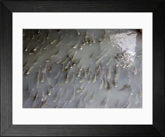 Framed Print : Large shoal of mullet feeding at effluent outlet in harbour Bermeo Costa Vasca Euskal Herria Spain Framed Print : Large shoal of mullet feeding at effluent outlet in harbour Bermeo Costa Vasca Euskal Herria Spain