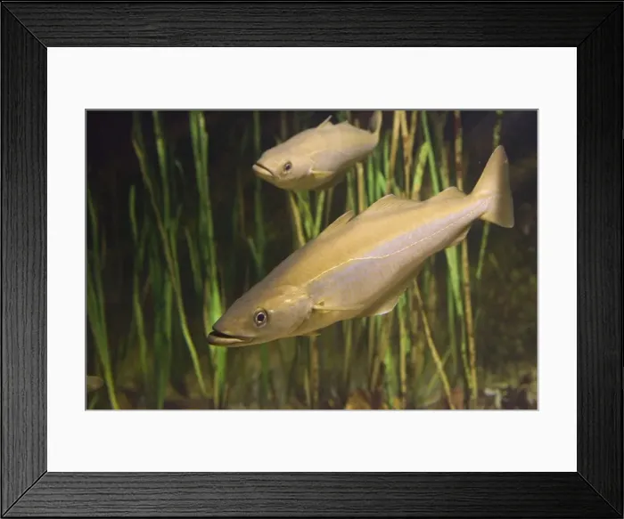 Framed Print : Pollack Pollachius pollachius a member of the cod family - Aquariumgalicia Reboredo Galicia Spain Framed Print : Pollack Pollachius pollachius a member of the cod family - Aquariumgalicia Reboredo Galicia Spain