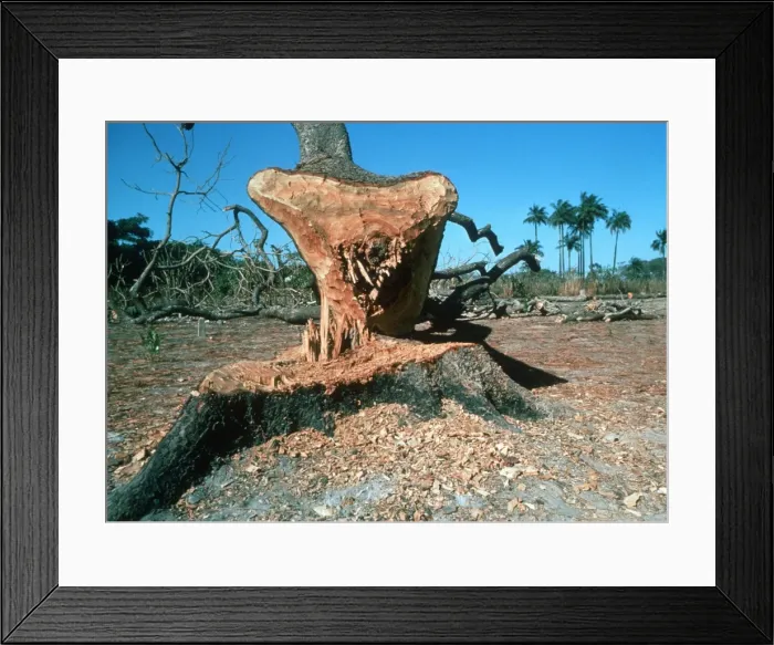 Framed Print : Deforestation - Newly cut tree near Banjul The Gambia, Africa Framed Print : Deforestation - Newly cut tree near Banjul The Gambia, Africa