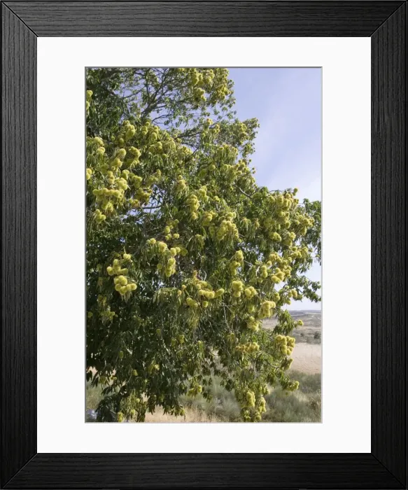 Framed Print : Edible fruit on Sweet Chestnut tree - Douro Portugal Framed Print : Edible fruit on Sweet Chestnut tree - Douro Portugal