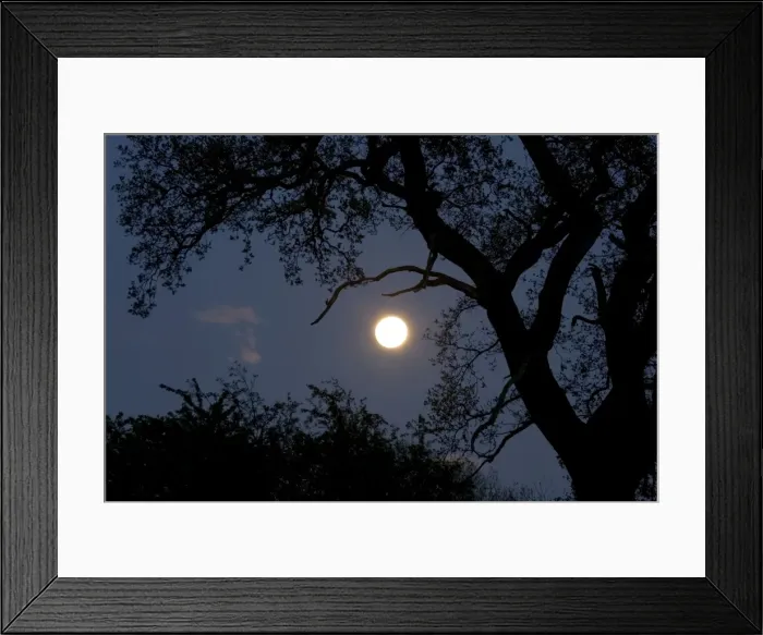 Framed Print : Silhouette of old oak tree at night - Backlit by new moon UK Framed Print : Silhouette of old oak tree at night - Backlit by new moon UK