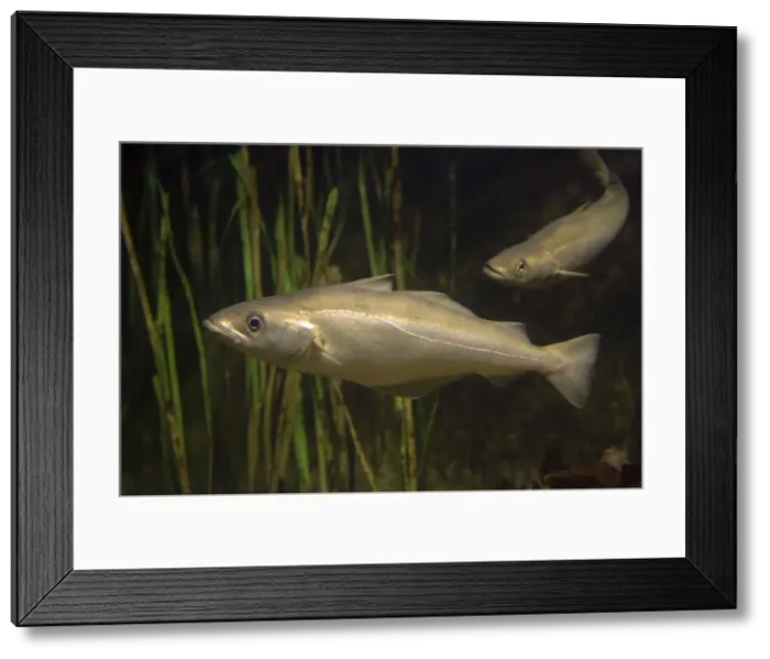 Framed Print : Pollack Pollachius pollachius a member of the cod family Aquariumgalicia Reboredo Galicia Spain Framed Print : Pollack Pollachius pollachius a member of the cod family Aquariumgalicia Reboredo Galicia Spain