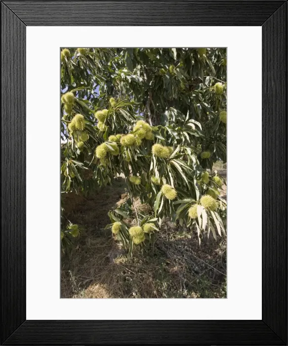 Framed Print : Fruit of sweet chestnut tree Montesinho National Park, Tras-on-Montes Portugal Framed Print : Fruit of sweet chestnut tree Montesinho National Park, Tras-on-Montes Portugal