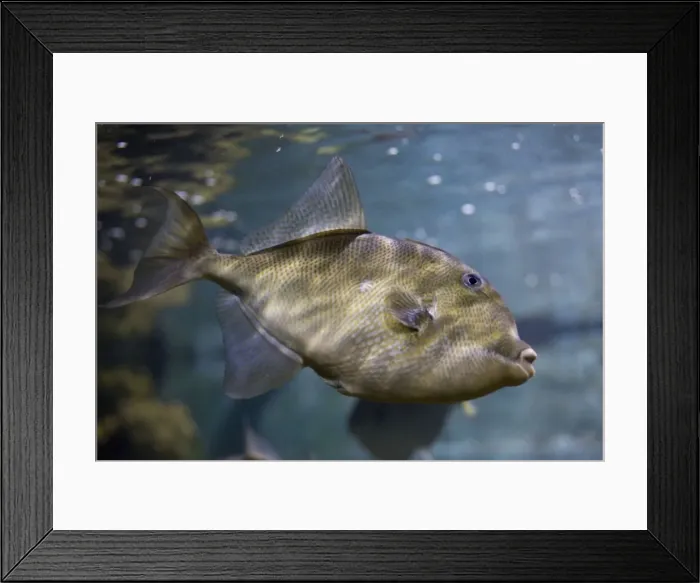 Framed Print : Trigger fish - Aquariumgalicia Reboredo Galicia Spain Framed Print : Trigger fish - Aquariumgalicia Reboredo Galicia Spain