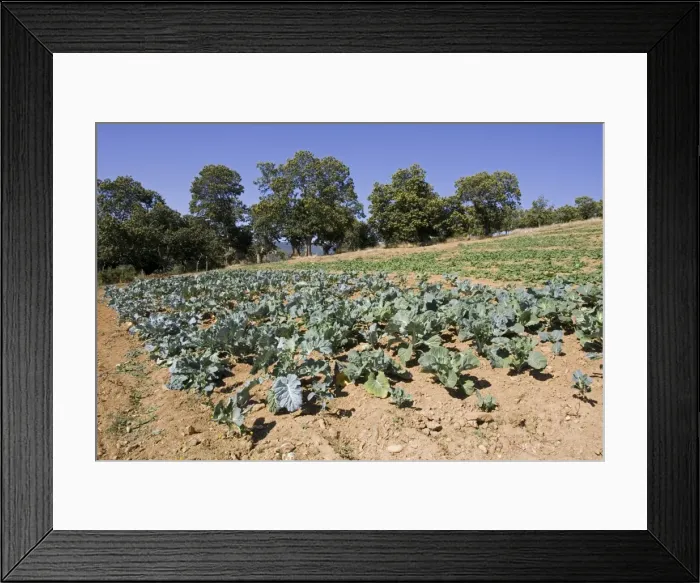 Framed Print : Vegetables growing in Dine village in Montesinho National Park, Tras-on-Montes Portugal Framed Print : Vegetables growing in Dine village in Montesinho National Park, Tras-on-Montes Portugal