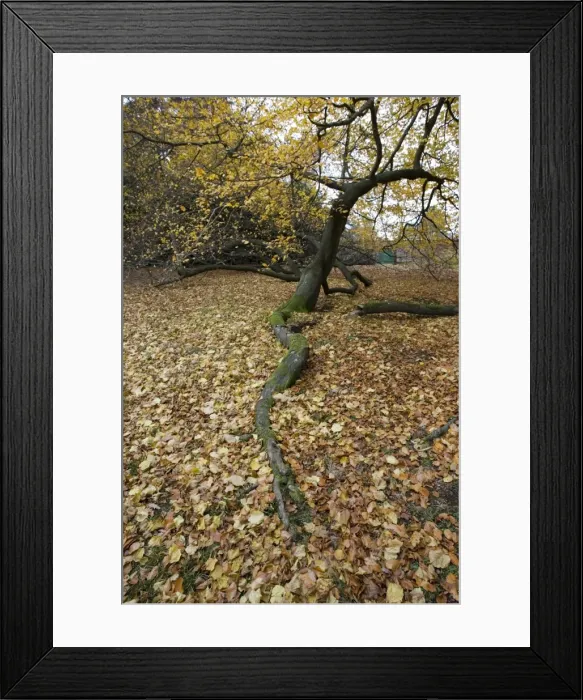 Framed Print : Branch of Beech tree in Autumn Areley Arboretun Worcestershire UK Framed Print : Branch of Beech tree in Autumn Areley Arboretun Worcestershire UK