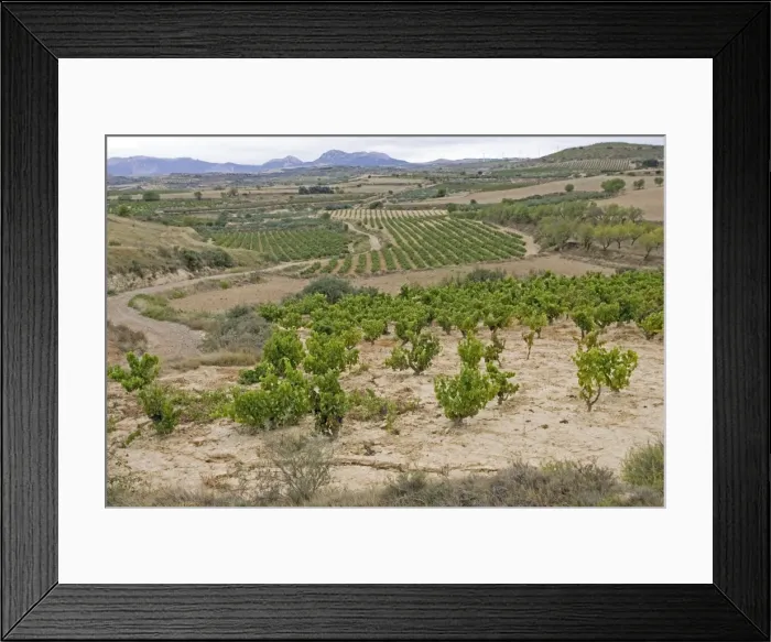 Framed Print : Vineyards with ripe grapes ready for harvesting on hillsiides in Viana in Rioja region of Cantabria Spain Framed Print : Vineyards with ripe grapes ready for harvesting on hillsiides in Viana in Rioja region of Cantabria Spain
