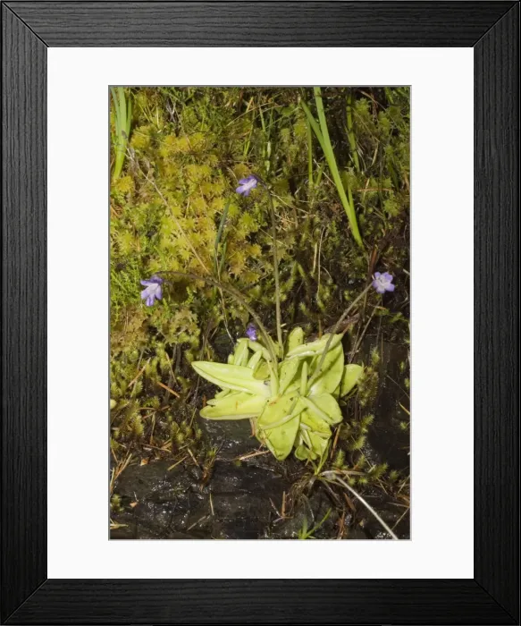 Framed Print : Butterwort - an inconspicous insectivorous plant in flower Ben Eighe National Nature Reserve, Scotland. Samm insects settling on the rosette of fleshy leaves and are caught in the viscid secretion Framed Print : Butterwort - an inconspicous insectivorous plant in flower Ben Eighe National Nature Reserve, Scotland. Samm insects settling on the rosette of fleshy leaves and are caught in the viscid secretion