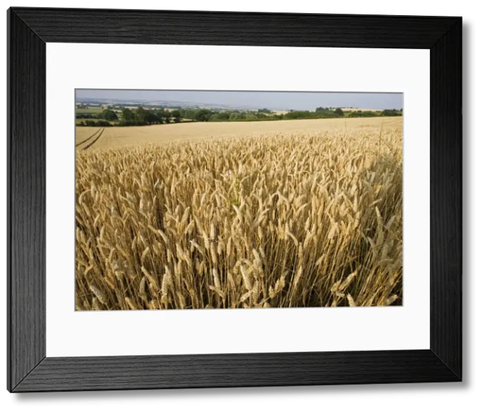 Framed Print : Field of ripe wheat ready for harvesting, Mickleton, Cotswolds, UK Framed Print : Field of ripe wheat ready for harvesting, Mickleton, Cotswolds, UK