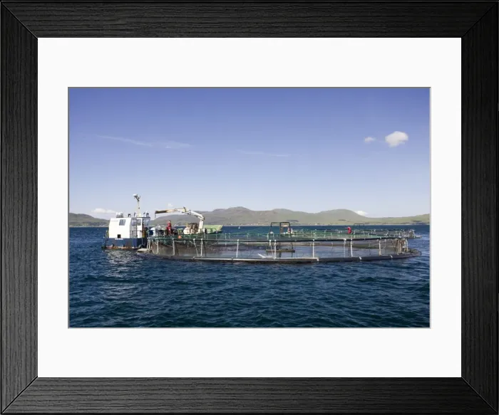 Framed Print : Salmon farming in Sound of Mull off Isle of Mull, Scotland, UK Framed Print : Salmon farming in Sound of Mull off Isle of Mull, Scotland, UK