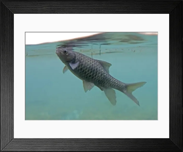 Framed Print : Barbel - feeding at surface at Mzima Springs, Tsavo West National Park, Kenya Framed Print : Barbel - feeding at surface at Mzima Springs, Tsavo West National Park, Kenya