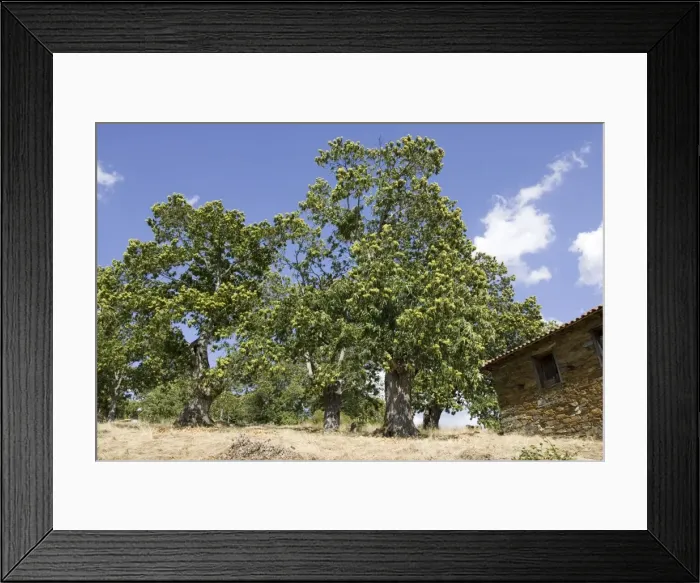 Framed Print : Sweet chestnut trees - laden with fruit Montesinho National Park, Tras-on-Montes Portugal Framed Print : Sweet chestnut trees - laden with fruit Montesinho National Park, Tras-on-Montes Portugal