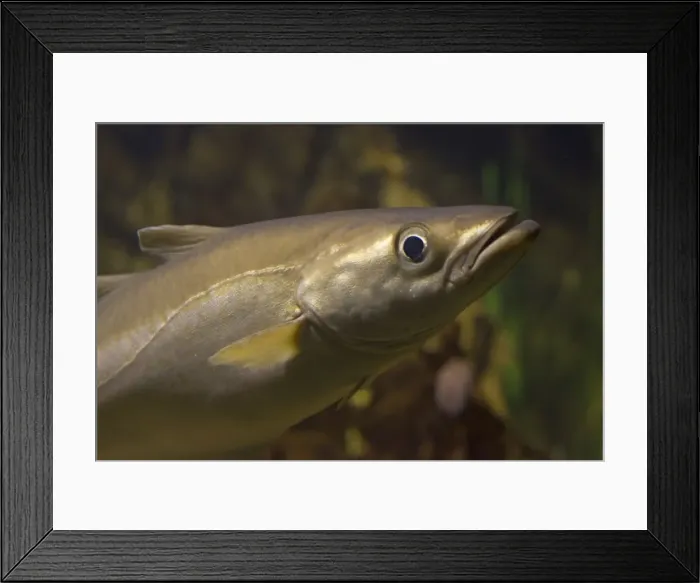 Framed Print : Head of Pollack Pollachius pollachius a member of the cod family Aquariumgalicia Reboredo Galicia Spain Framed Print : Head of Pollack Pollachius pollachius a member of the cod family Aquariumgalicia Reboredo Galicia Spain