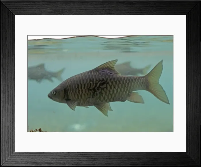 Framed Print : Barbel - swimming underwater at Mzima Springs, Tsavo West National Park, Kenya Framed Print : Barbel - swimming underwater at Mzima Springs, Tsavo West National Park, Kenya