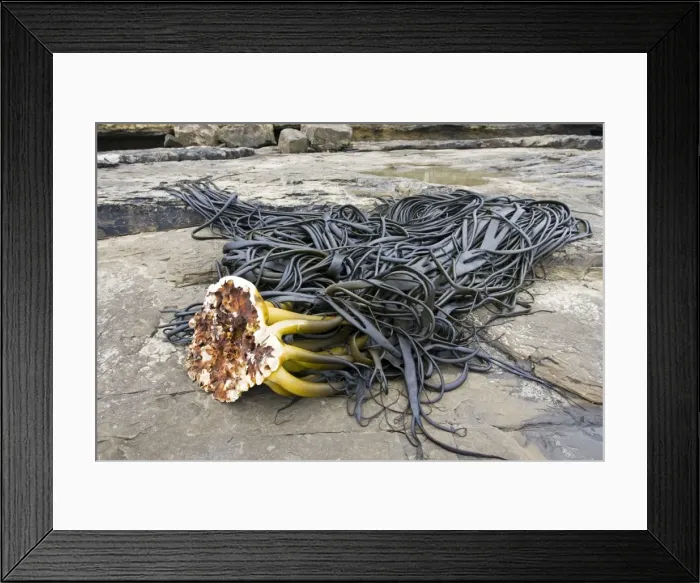 Framed Print : Holdfast or stripe of large kelp washed up on beach. Curio Bay the Catlins, New Zealand Framed Print : Holdfast or stripe of large kelp washed up on beach. Curio Bay the Catlins, New Zealand