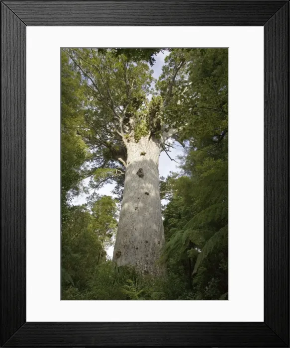 Framed Print : Tane Mahuta Kauri Tree - in Waipoua Kauri Forest. New Zealand's largest kauri tree over 1200 years old 51 metres tall and a girth of almost 14 metres Framed Print : Tane Mahuta Kauri Tree - in Waipoua Kauri Forest. New Zealand's largest kauri tree over 1200 years old 51 metres tall and a girth of almost 14 metres