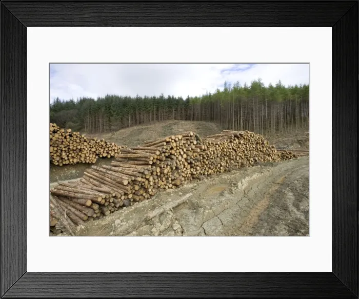 Framed Print : Logging and forestry operations - Pine logs stacked ready for transportation Argyll Forest, Scotland Framed Print : Logging and forestry operations - Pine logs stacked ready for transportation Argyll Forest, Scotland