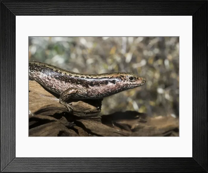 Framed Print : Three Kings Islands / Falla's skink. North Island New Zealand Framed Print : Three Kings Islands / Falla's skink. North Island New Zealand