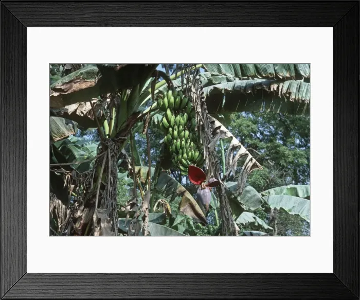 Framed Print : Bananas - stalk with bunch of green bananas on tree with terminal flower Nepal Framed Print : Bananas - stalk with bunch of green bananas on tree with terminal flower Nepal