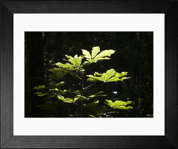 Framed Print : Plant leaves backlit by sunlight. Kapiti island New Zealand Framed Print : Plant leaves backlit by sunlight. Kapiti island New Zealand