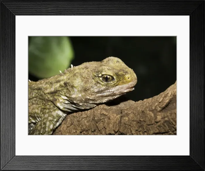 Framed Print : Head of Tuatara lizard. Rainbow Springs North Island New Zealand. Sphenodon is an ancient survivor from the Juassic period - the age of dinasaurs amd survives in limited numbers on some of New Zealands outlying islands where predators have been Framed Print : Head of Tuatara lizard. Rainbow Springs North Island New Zealand. Sphenodon is an ancient survivor from the Juassic period - the age of dinasaurs amd survives in limited numbers on some of New Zealands outlying islands where predators have been
