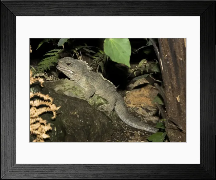 Framed Print : Tuatara lizard. Rainbow Springs North Island New Zealand. Sphenodon is an ancient survivor from the Juassic period - the age of dinosaurs amd survives in limited numbers on some of New Zealands outlying islands where predators have been eliminated Framed Print : Tuatara lizard. Rainbow Springs North Island New Zealand. Sphenodon is an ancient survivor from the Juassic period - the age of dinosaurs amd survives in limited numbers on some of New Zealands outlying islands where predators have been eliminated