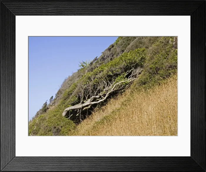Framed Print : Trees bent by prevailing wind. Nugget Point the Catlins South Island New Zealand Framed Print : Trees bent by prevailing wind. Nugget Point the Catlins South Island New Zealand