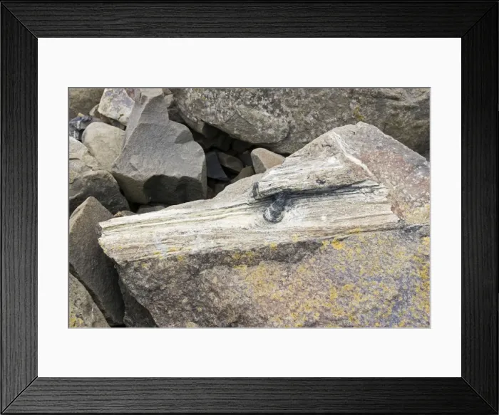 Framed Print : Piece of fossilised tree trunk in exposed rocks on beach of Curio Bay site of fossil forest in the Catlins coast south-eastern Southland New Zealand. The fossilised trees date back to the middle Jurassic Framed Print : Piece of fossilised tree trunk in exposed rocks on beach of Curio Bay site of fossil forest in the Catlins coast south-eastern Southland New Zealand. The fossilised trees date back to the middle Jurassic