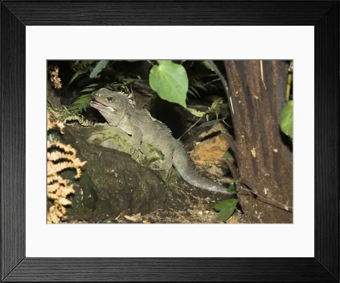 Framed Print : Tuatara lizard. Rainbow Springs North Island New Zealand. Sphenodon is an ancient survivor from the Juassic period - the age of dinasaurs amd survives in limited numbers on some of New Zealands outlying islands where predators have been eliminated Framed Print : Tuatara lizard. Rainbow Springs North Island New Zealand. Sphenodon is an ancient survivor from the Juassic period - the age of dinasaurs amd survives in limited numbers on some of New Zealands outlying islands where predators have been eliminated