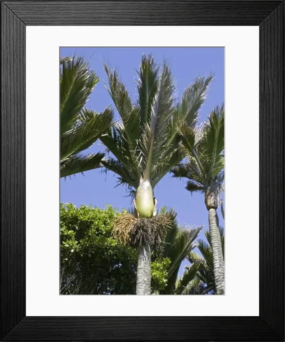 Framed Print : Nikau palms. Punakaiki South Island New Zealand. The Maori used the fronds for thatching and strips of the fronds for mats and bags. The trunk was used to make pots and storage containers. The centre shoot was steamed and usaed as food Framed Print : Nikau palms. Punakaiki South Island New Zealand. The Maori used the fronds for thatching and strips of the fronds for mats and bags. The trunk was used to make pots and storage containers. The centre shoot was steamed and usaed as food