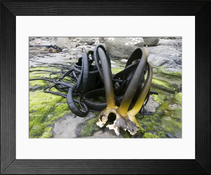 Framed Print : Holdfast or stipe of large kelp washed up on beach. Curio Bay the Catlins New Zealand Framed Print : Holdfast or stipe of large kelp washed up on beach. Curio Bay the Catlins New Zealand
