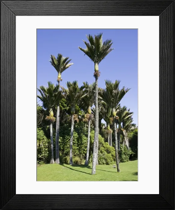 Framed Print : Nikau palms. Punakaiki South Island New Zealand. The Maori used the fronds for thatching and strips of the fronds for mats and bags. The trunk was used to make pots and storage containers. The centre shoot was steamed and used as food