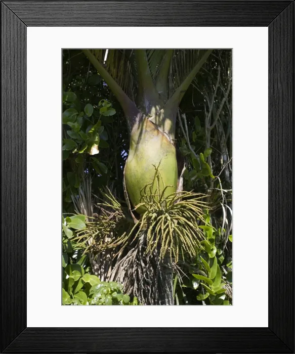 Framed Print : Bulbous base and flowers of Nikau palms. Punakaiki South Island New Zealand Framed Print : Bulbous base and flowers of Nikau palms. Punakaiki South Island New Zealand