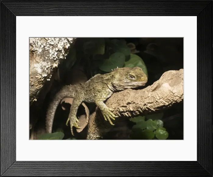 Framed Print : Tuatara lizard. Rainbow Springs North Island New Zealand. Sphenodon is an ancient survivor from the Juassic period - the age of dinasaurs amd survives in limited numbers on some of New Zealands outlying islands where predators have been eliminated Framed Print : Tuatara lizard. Rainbow Springs North Island New Zealand. Sphenodon is an ancient survivor from the Juassic period - the age of dinasaurs amd survives in limited numbers on some of New Zealands outlying islands where predators have been eliminated