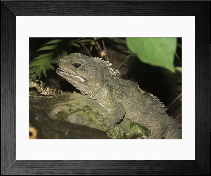 Framed Print : Tuatara lizard. Rainbow Springs North Island New Zealand. Sphenodon is an ancient survivor from the Juassic period - the age of dinasaurs amd survives in limited numbers on some of New Zealands outlying islands where predators have been eliminated Framed Print : Tuatara lizard. Rainbow Springs North Island New Zealand. Sphenodon is an ancient survivor from the Juassic period - the age of dinasaurs amd survives in limited numbers on some of New Zealands outlying islands where predators have been eliminated