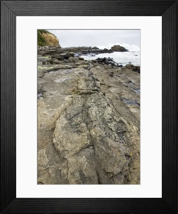 Framed Print : Fossilised tree trunk - in exposed rocks on beach of Curio Bay. site of fossil forest in the Catlins coast south-eastern Southland New Zealand. The fossilised trees date back to the middle Jurassic Framed Print : Fossilised tree trunk - in exposed rocks on beach of Curio Bay. site of fossil forest in the Catlins coast south-eastern Southland New Zealand. The fossilised trees date back to the middle Jurassic