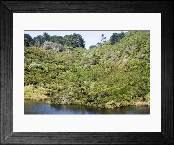 Framed Print : New Zealand - Native bush and reservoir Karori Wildlife Sanctuary - North Island Framed Print : New Zealand - Native bush and reservoir Karori Wildlife Sanctuary - North Island