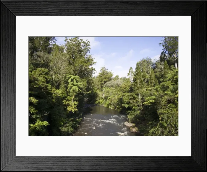 Framed Print : New Zealand - Native bush and stream near Kaikohe Northland Framed Print : New Zealand - Native bush and stream near Kaikohe Northland